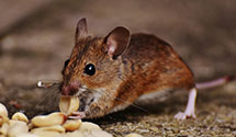 24 Hour & Emergency Exterminators in Windsor, CO